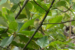 Pachyramphus versicolor