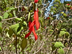 Salvia gesneriiflora