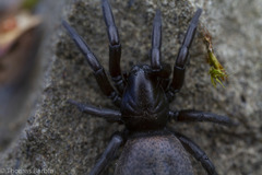 Gnaphosa muscorum