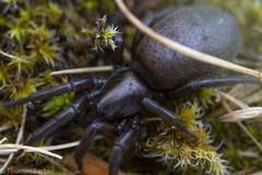 Gnaphosa muscorum