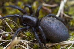 Gnaphosa muscorum