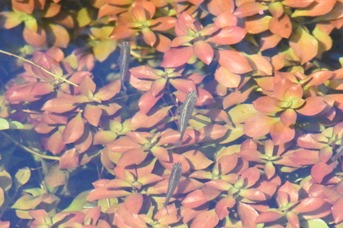 Poecilia latipinna observed 2026-10-27