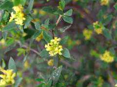 Pimelea hewardiana