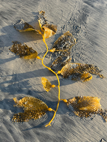 Macrocystis pyrifera observed 2026-10-26