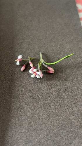 Parsonsia capsularis observed 2026-10-28