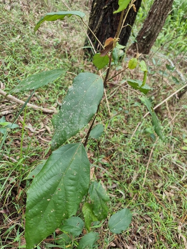 Mallotus philippensis observed 2026-10-28