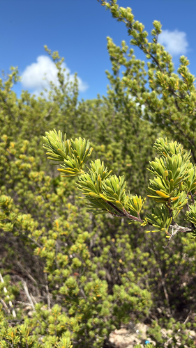 Suriana maritima observed 2026-10-27