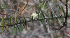 Acacia rupicola