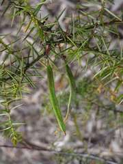 Acacia rupicola