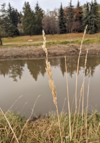 Phalaris arundinacea observed 2026-10-27