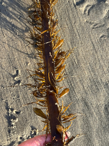 Egregia menziesii observed 2026-10-26