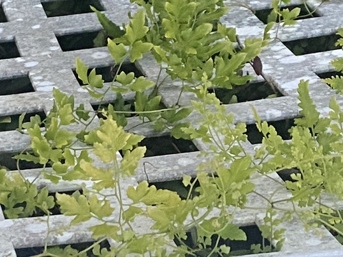 Lygodium japonicum observed 2026-10-27