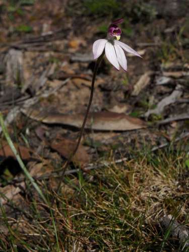Image of Caladenia ornata by (c) Russell Best, some rights reserved (CC BY)