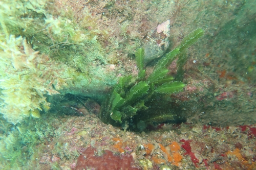 Caulerpa observed 2026-10-27