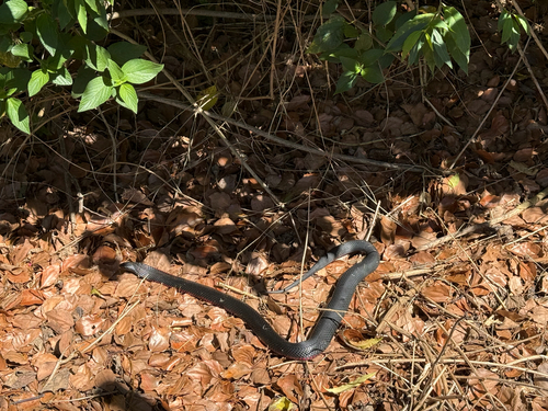 Acanthophis observed 2026-10-28