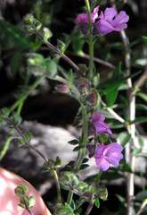 Prostanthera hirtula