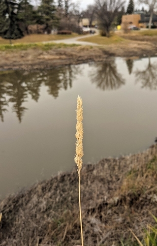 Phalaris arundinacea observed 2026-10-27
