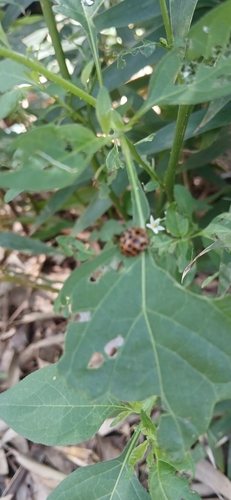 Epilachna observed 2026-10-28