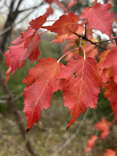 Acer tataricum observed 2026-10-27