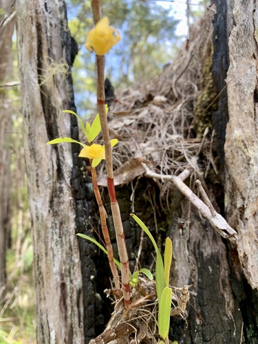 Agrostophyllum observed 2026-10-24