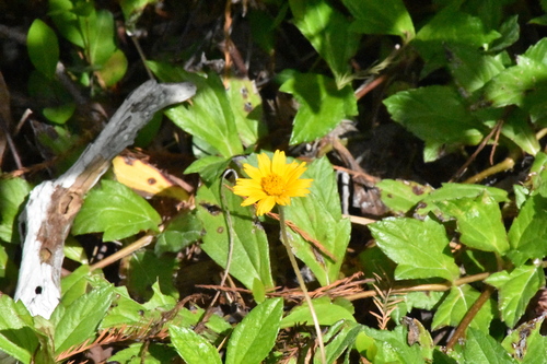 Sphagneticola trilobata observed 2026-10-27