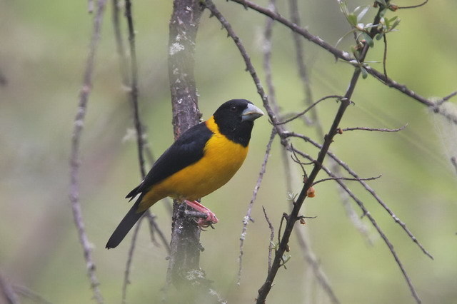 Collared Grosbeak