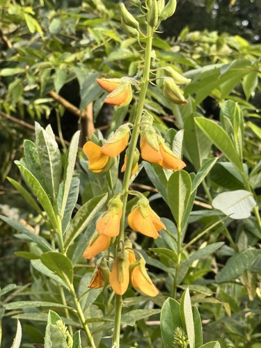 Crotalaria observed 2026-10-27