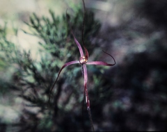 Caladenia filamentosa