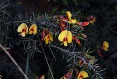 Pultenaea williamsoniana