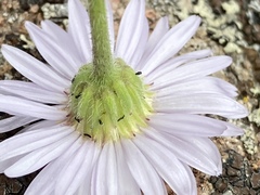 Erigeron vetensis