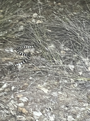 Vermicella annulata, 2026-10-27
