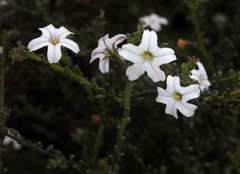 Cyphanthera myosotidea