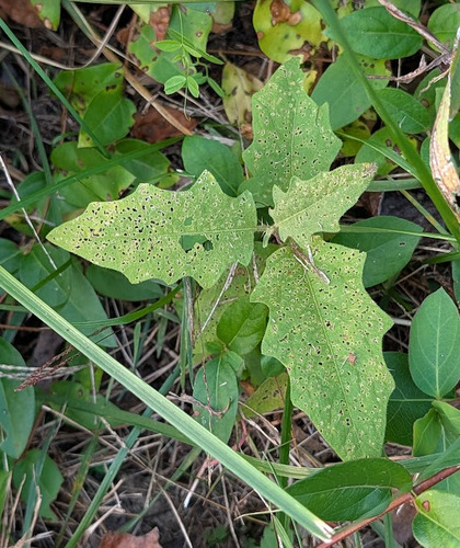 Solanum observed 2026-10-27
