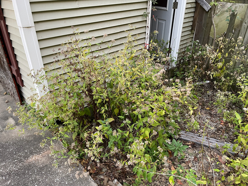 Eupatorium observed 2026-10-27