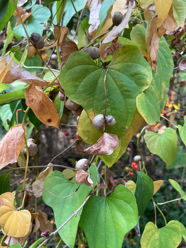 Dioscorea observed 2026-10-27