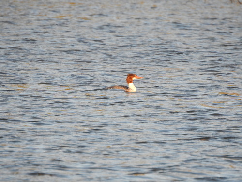 Mergus merganser observed 2026-10-27