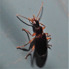 Cymindis