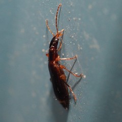 Cymindis
