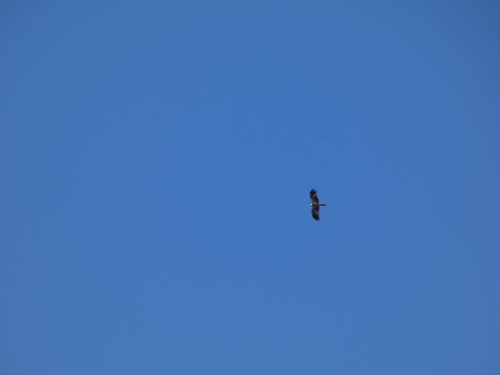 Haliastur sphenurus observed 2026-10-27