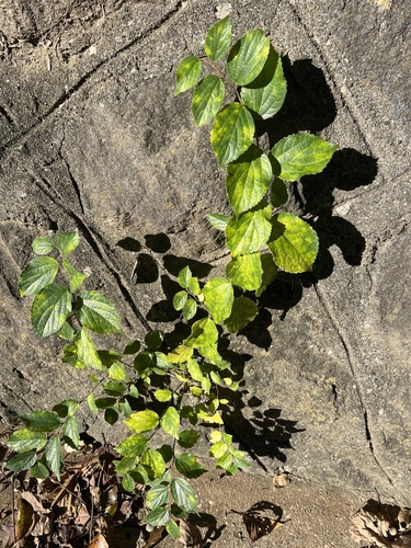 Celtis observed 2026-10-28