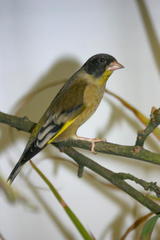 Black-Headed Greenfinch photo 4