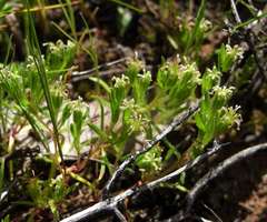 Millotia muelleri