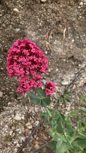 Rosa observed 2026-10-28