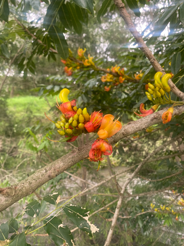 Castanospermum australe observed 2026-10-28