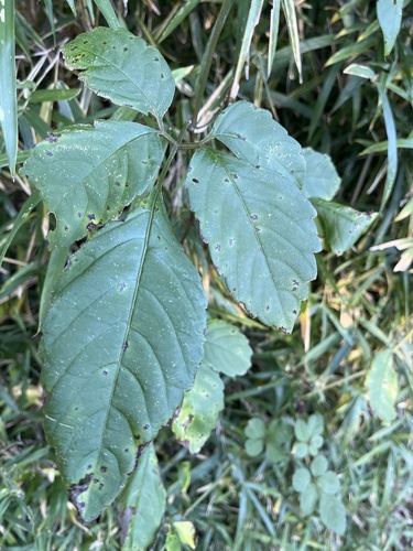 Cayratia observed 2026-10-28