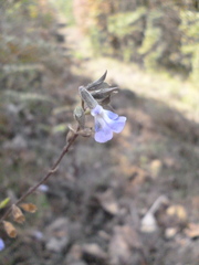 Salvia ramamoorthyana