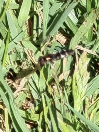 Syrphus observed 2026-10-28