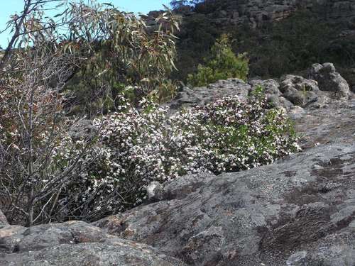 Image of Philotheca angustifolia by (c) Russell Best, some rights reserved (CC BY)