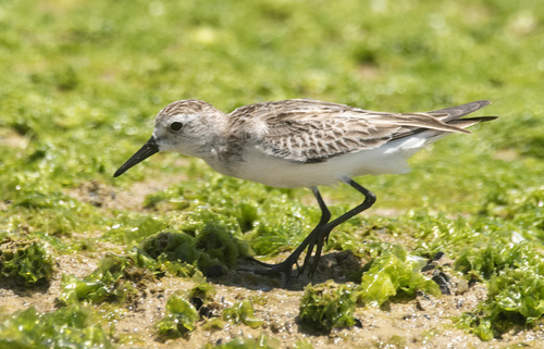 Calidris pusilla, 2026-10-27