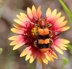 Trichodes bibalteatus